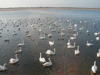 swansat welney